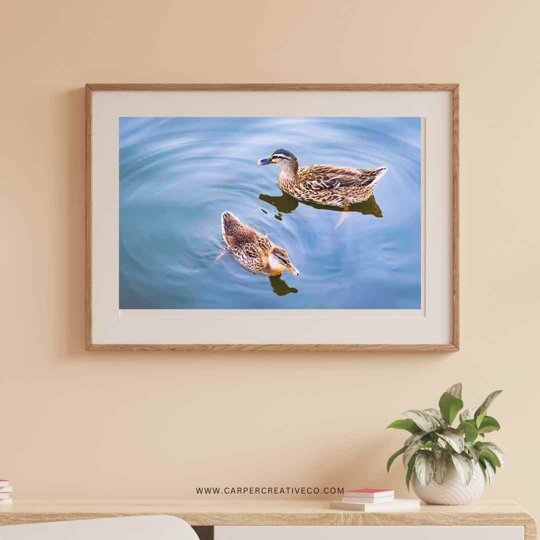 Swimming Ducks -  Gulfport, Mississippi