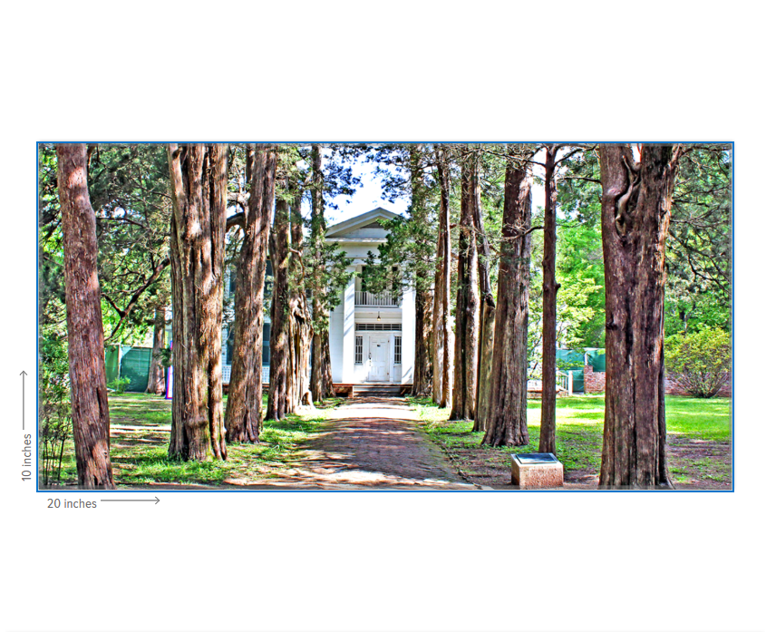 Rowan Oak - Oxford, MS Photography Print