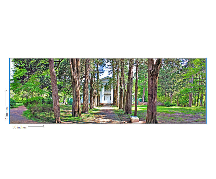 Rowan Oak - Oxford, MS Photography Print