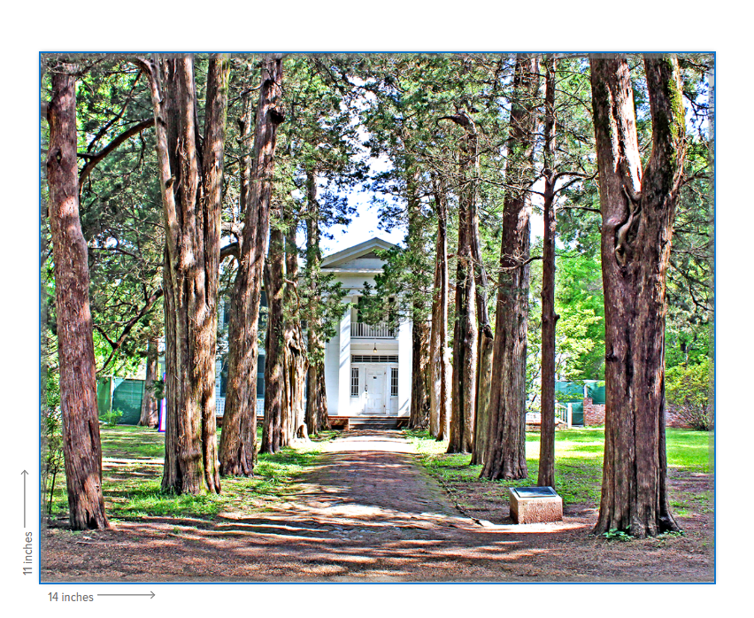 Rowan Oak - Oxford, MS Photography Print