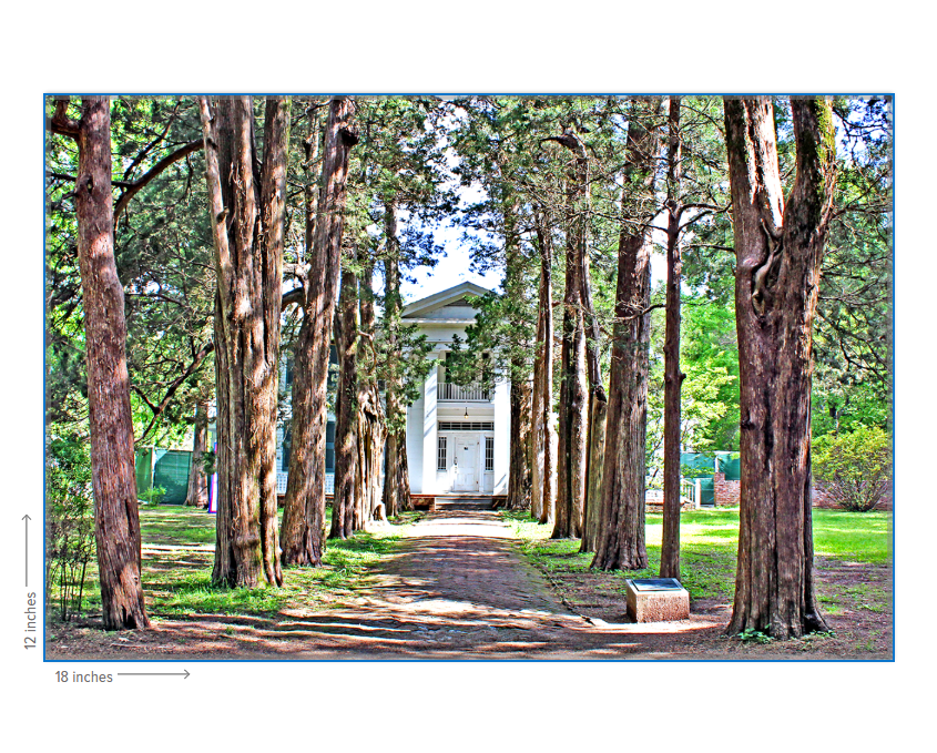 Rowan Oak - Oxford, MS Photography Print