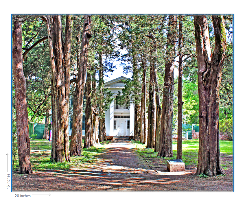 Rowan Oak - Oxford, MS Photography Print