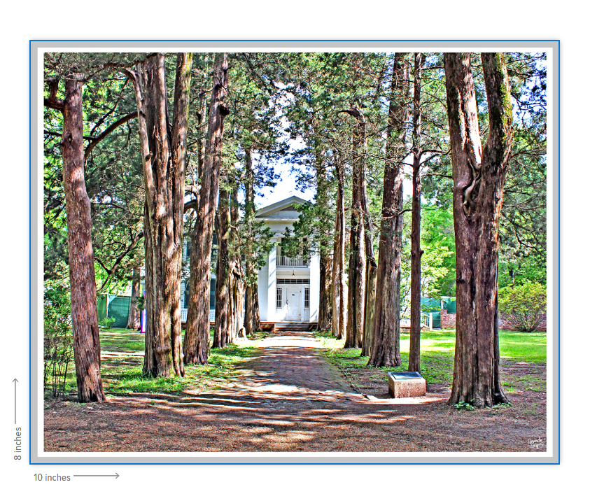 Rowan Oak - Oxford, MS Photography Print